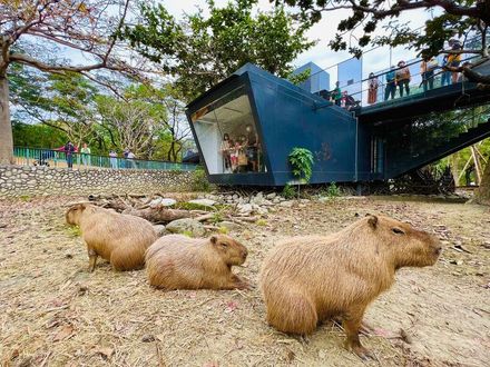 高雄推薦親子連假六大旅遊神卡　買「這套票」玩無限次義大世界+動物園