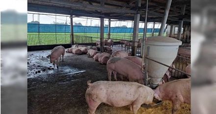 雲林豬農66隻大豬被偷遭賤賣　警方破案「已都變成豬肉」