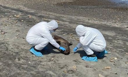 南美洲爆H5N1疫情釀千隻海獅及企鵝死亡　智利出現首例人類感染個案