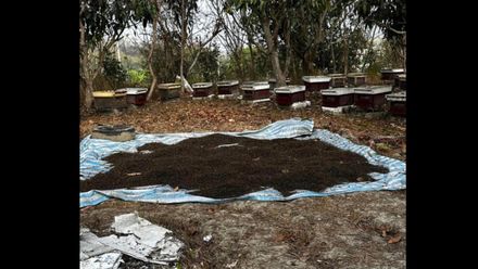 影/狠爆！台南「500萬」隻蜜蜂遭毒死　蜂農曬出「蜂屍地毯」…網嘆：又要缺水果了