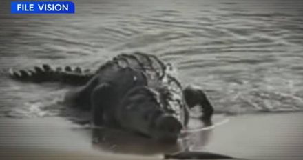 影/漁夫被4.5公尺巨鱷拖下水　44歲男靠「這一戳」躲死劫