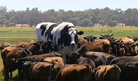 「鶴立雞群」！澳洲現動物界巨無霸乳牛　離打破世界紀錄僅差8公分