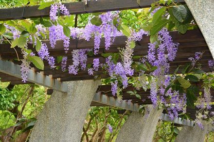 賞花不用跑山上！「錫葉藤」開花成30米紫色迴廊　古亭醉蝶花海芬芳入夏