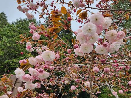 阿里山賞花注意！沼平往姊妹潭石板路4月19日施工　賞花春遊別走錯