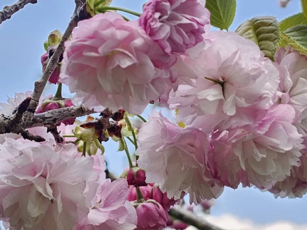 只有內行人知！武陵農場粉紅花海最佳賞花期　稀有重瓣櫻花綻放