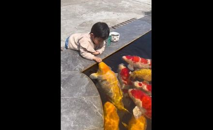 影/比人還大！萌娃趴池邊餵「豬錦鯉」吃飼料　網友驚：好怕小孩被吃手手