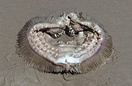 驚傳外星人出沒！「尖牙怪物」現身美國沙灘　專家鬆口吐真相