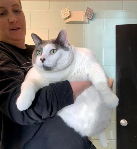 根本瓦斯桶！美國貓咪體重高達18公斤　收容所找家開條件：要幫牠減肥