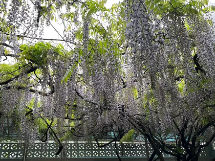 宛若仙境！阿里山慈雲寺多花紫藤盛開　花期只剩最後10天