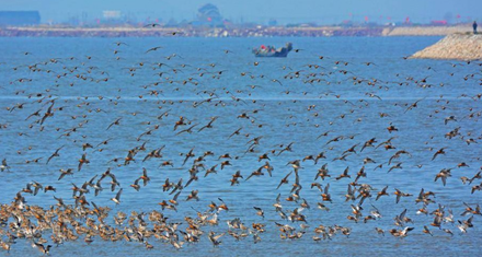 影/上萬隻候鳥齊聚鴨綠江口濕地　呈現「踏浪齊舞」壯觀畫面
