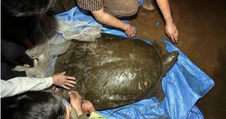 最孤獨動物！越南東莫湖母斑鱉亡　全球恐只剩2隻