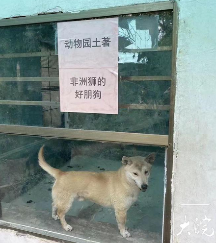 差很大！進動物園見非洲獅的「好朋狗」　男子氣炸要園方「給個說法」