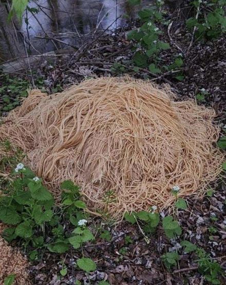 疫情期間囤太多吃不完　紐澤西州森林驚見「野生義大利麵」堆成山