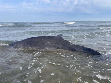 小抹香鯨擱淺苗栗沙灘被救起　急送基隆搶救「有望回歸大海」
