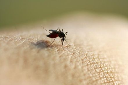快訊/首2例境外移入「茲卡」病例　疾管署籲：出國應加強防蚊措施