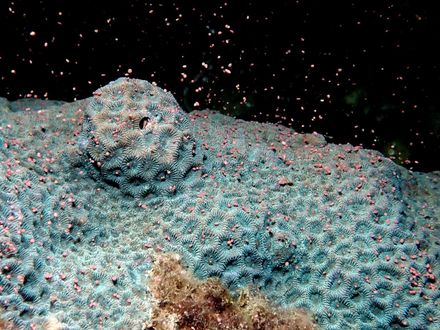 宛如繁星點點！墾丁珊瑚繁殖季精卵大爆發　墾管處、海生館鏡頭記錄夢幻時刻