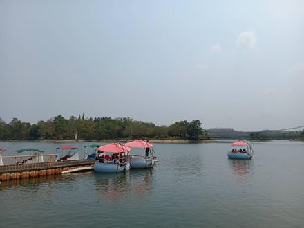 母親節寵愛／本週末到台南虎頭埤穿親子裝「媽媽免費入園」　阿勃勒花季近期登場