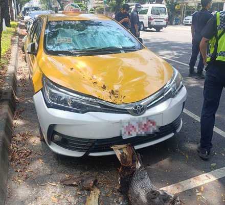 高雄路樹突然斷裂砸2車　停車格內小黃引擎蓋被砸扁