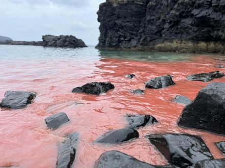 非水污染！澎湖珊瑚寶寶大爆發染粉紅海　遊客親睹「驚喜不已」