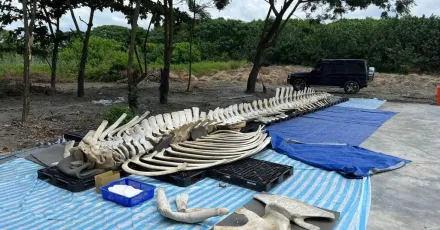 台灣首見藍鯨！3年前遭尼龍繩纏死在台東　碎骨花3年修復見世