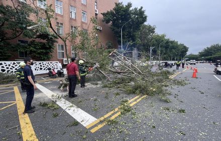 快訊/昨颳風今下雨！北市重慶南路大樹突倒塌　壓垮圍牆佔車道警交管