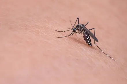 蟲蟲危機！登革熱大爆發　阿根廷用「輻射」對抗絕育蚊子