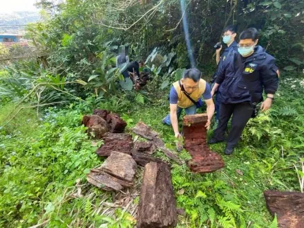影/新竹山難「案情不單純」！警方逮「11隻山老鼠」　盜伐市值逾200萬林木