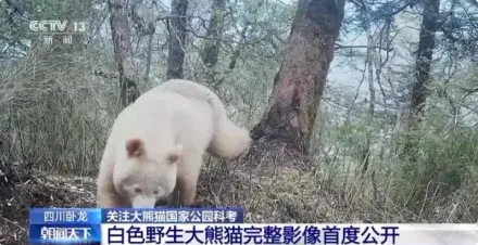 首度公開！四川出現「純白大貓熊」　網驚呼：這是去北極玩了嗎