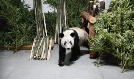 大貓熊「丫丫」29日平安抵北京動物園　短期內將靜養不對外展出