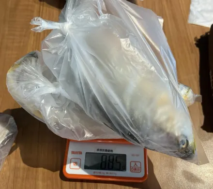 北市六廚川客餐廳黃魚驗出「禽用殺菌劑」　市府下令停賣