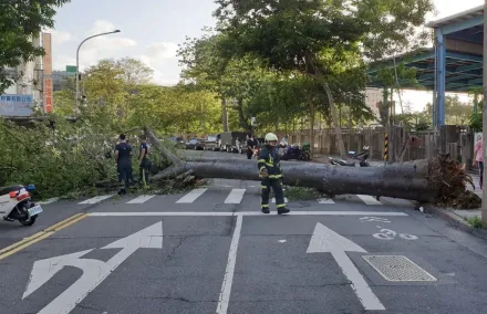 快訊/北市辛亥路13米高路樹倒塌　連根拔起橫躺車道幸無人傷