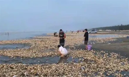 影/颱風實現「海鮮自由」？沙灘突現密密麻麻「生蠔帶」　民眾狂撿百斤…官方：母湯！別下肚