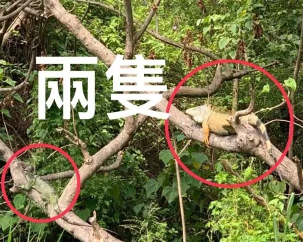 台南農民一時心軟放過「綠鬣蜥寶寶」　芒果園2年變成「侏儸紀公園」