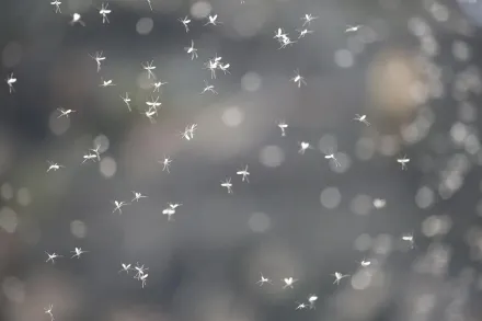 尼加拉瓜驚現「蚊子龍捲風」　成千上萬隻飛舞畫面光看就發癢
