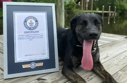 美國狗狗擁有「12.7公分」超長舌頭　成功刷新金氏世界紀錄