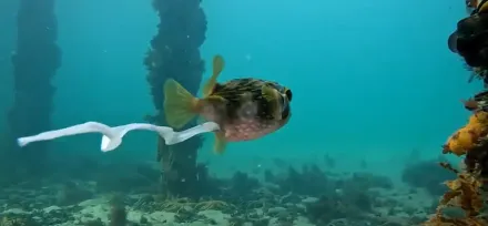 影/「河豚屁股飄彩帶」化身《小美人魚》　夢幻真相驚呆全網