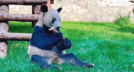 北京動物園首公開「丫丫增肥」片　華春瑩發推特：在家最好
