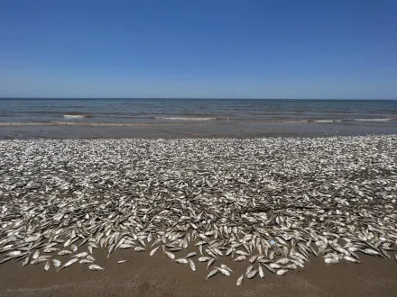 美國德州驚傳魚群大量死亡！魚屍綿延數英里畫面嚇人