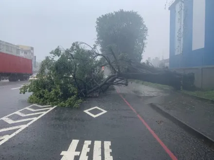 影/高雄小港驟降豪雨！大樹連根拔起　現場畫面曝