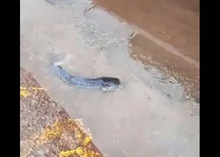 影/午餐加菜囉！雄中降暴雨驚現2隻土虱　師生全驚呆