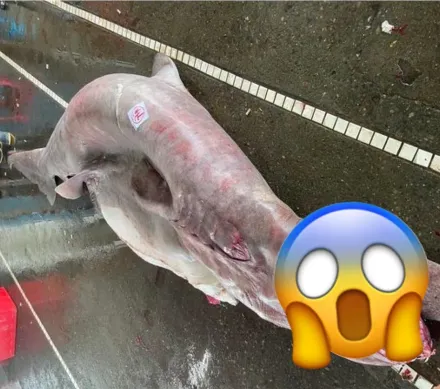 1億年前活化石宜蘭捕獲！「哥布林鯊」懷6仔遭底拖網捕上岸殞命惹議