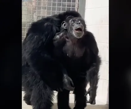 影/感人畫面！黑猩猩被關29年　第一次看到寬廣天空滿臉新奇