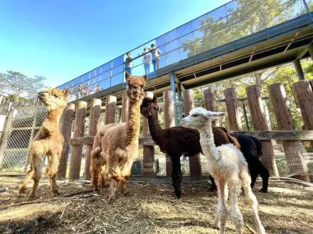 壽山動物園暑假推「12歲以下免費入園」　人氣動物海選7月開跑