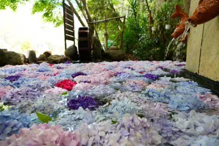 影／網美快朝聖！武陵農場延續新生命　打造繡球花夢幻水中花毯
