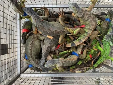 恐龍多到滿出來！綠鬣蜥大軍壓境南台灣　屏東5年抓5萬隻