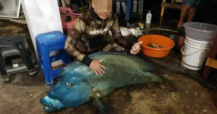 捕獲保育類「龍王鯛」還Po網炫耀　魚死丟大海、蘭嶼2男判無罪