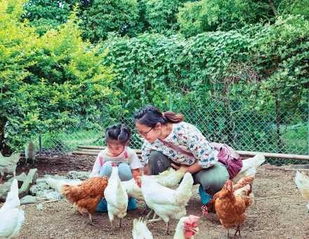 暑趣玩/台北4大親子共遊路線　「種菜養雞」體驗一日農夫