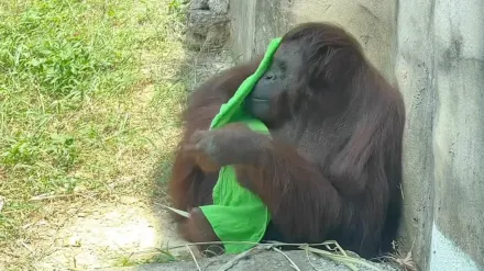 熱到受不了！紅毛猩猩「擰濕毛巾」蓋臉上　網笑翻：「彷彿看到我阿嬤」