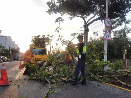 影/大雨襲中部！台中7m路樹突倒塌　警急派冷凍廠員工「開堆高機」清理