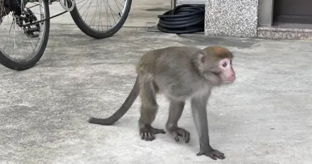 桃園「獨臂台灣獮猴」闖驗車廠被捕　獸醫打1針後「死了」